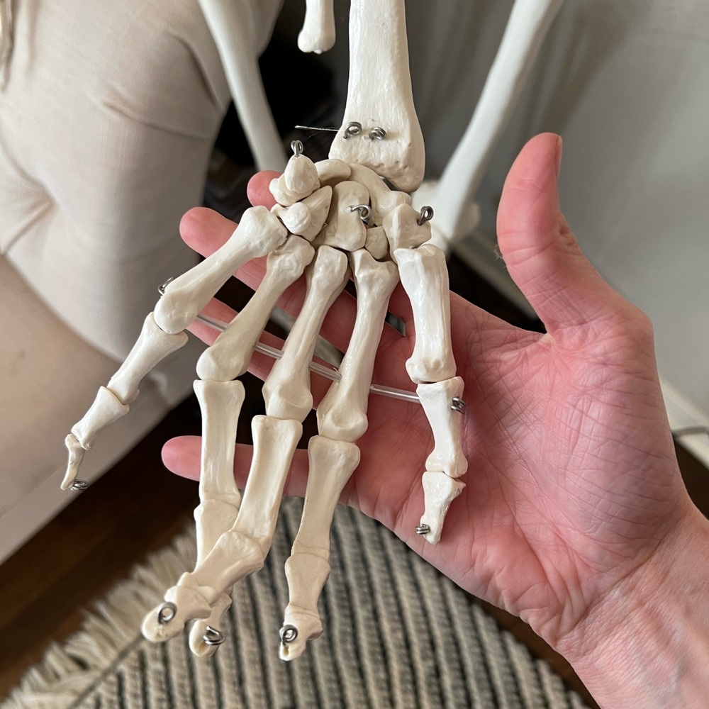 Life-Size Skeleton Model - Picture 2 of 6